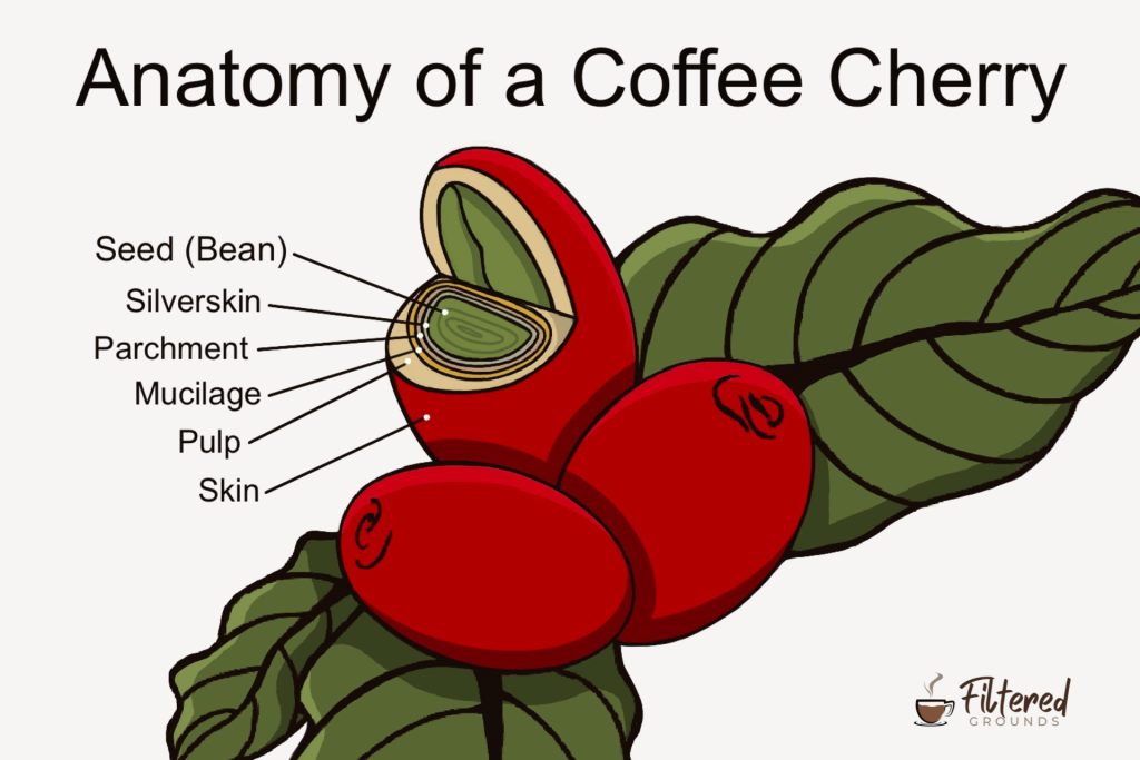 Anatomy of a coffee cherry infographic