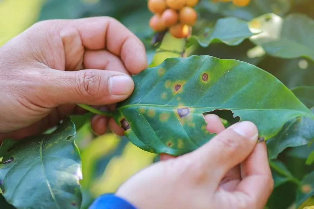 Farmer holding a leaf that has coffee leaf rust