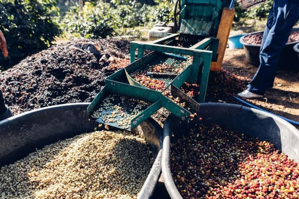 Harvested coffee cherries being run through a depulping machine