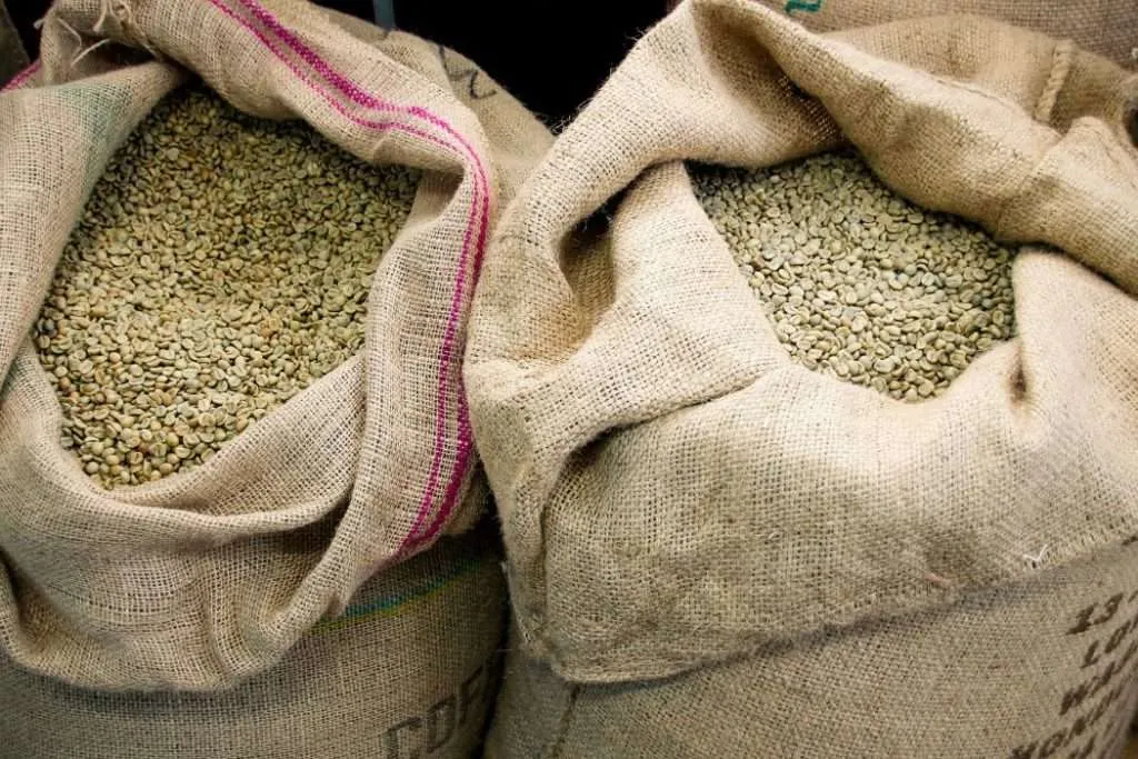 Green coffee beans being stored in jute bags