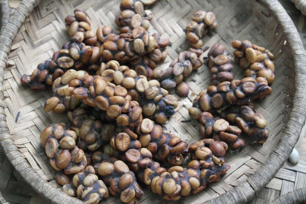 Partially digested coffee beans that have been defecated by the Asian palm civet