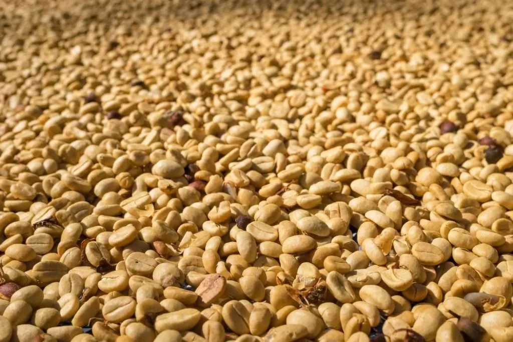 Coffee beans being dried using the washed (wet) processing method