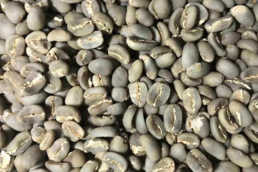 Coffee beans being dried using the wet-hulled processing method