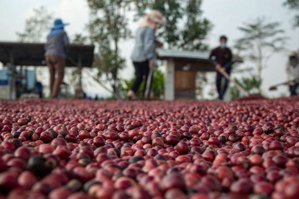 Harvested coffee cherries on a drying bed with workers in the background