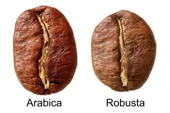 Arabica and Robusta coffee bean