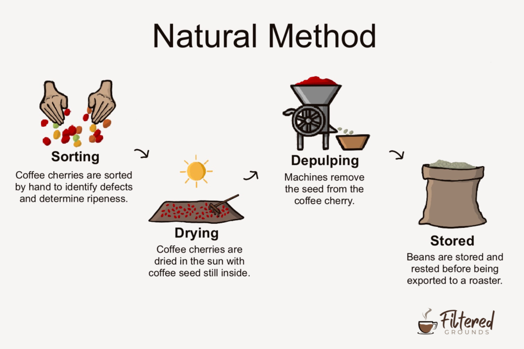 Natural coffee processing method infographic