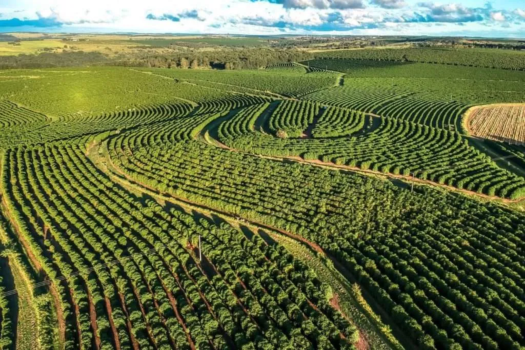 Aerial view of a Robusta coffee field in Brazil